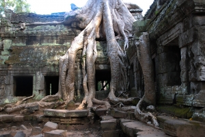Angkot Wat Roots Picture
