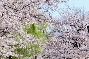 Ueno Park Cherry Blossoms Picture