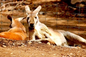 Marsupial Animals Picture