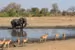 Serengeti Elephant and Antilopes thumbnail