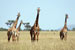 Serengeti Girafes