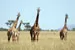 Serengeti Girafes thumbnail