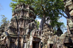 Angkor Wat Tops Picture