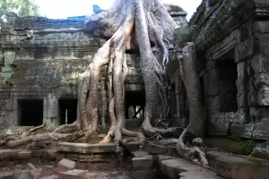 Impressive tree roots covering an Angkor Wat structure.