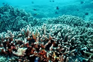 Tubbataha Reef Coral thumbnail