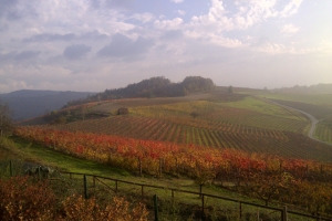 Piemont Vineyards