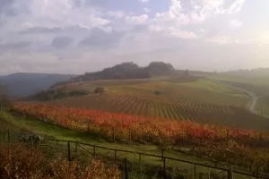 Piemont Vineyards thumbnail