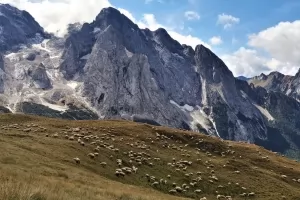 Sheeps in the foreground of the Tre Cime Di Lavaredo dolomites.