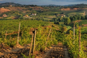 Chianti Vineyards