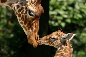 Artis Royal Zoo Girafes Picture