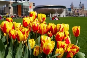 Yellow-red tulips by the lawn of the Tulips Museum in Amsterdam.