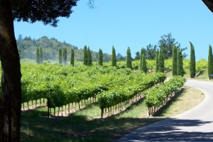 Nappa Valley Vineyard Pictures
