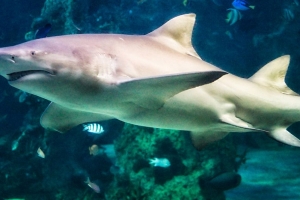 Shark at Sea Life Aquarium Picture