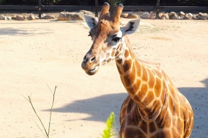 Taronga Zoo Girafe Picture
