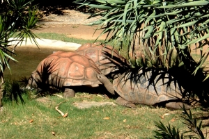 Tortoise at Sydney Zoo Picture