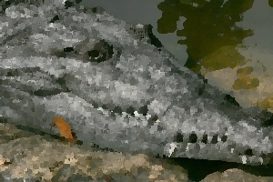 Crocodylus Park thumbnail