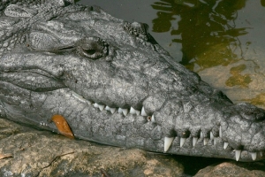 Crocodylus Park Picture