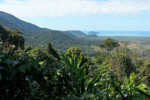 Daintree National Park Pictures