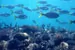 The Great Barrier Reef - Underwater thumbnail