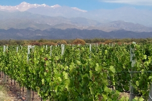 Mendoza Wine Vineyard Pictures