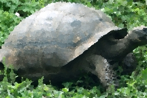 A giant tortoise in the Galapagos Islands.