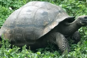 A giant tortoise in the Galapagos Islands.