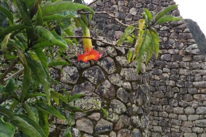 Machu Picchu Flower Pictures
