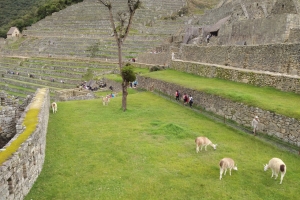 Machu Picchu Goats Pictures